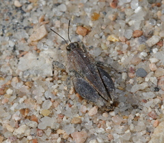 Paratettix mexicanus