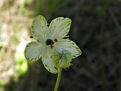 Parnassia grandifolia