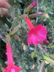 Cantua buxifolia