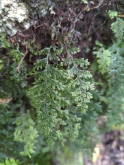 Hymenophyllum