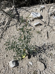 Parkinsonia florida