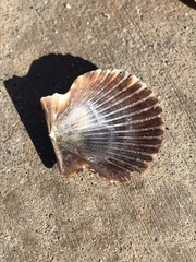 Argopecten ventricosus