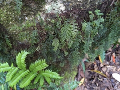 Hymenophyllum