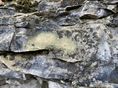 Protoblastenia rupestris