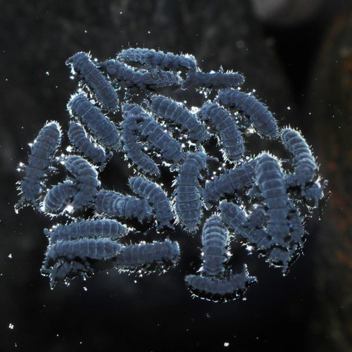 Representative image of Anurida maritima