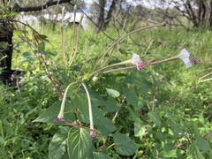 Mirabilis longiflora
