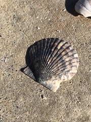 Argopecten ventricosus