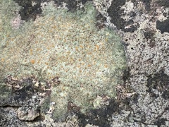 Protoblastenia rupestris