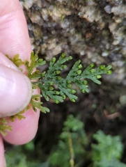 Hymenophyllum