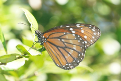 Danaus eresimus