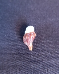 Australaria australasia