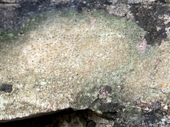 Protoblastenia rupestris