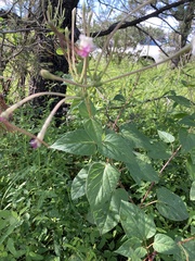 Mirabilis longiflora