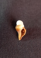 Australaria australasia