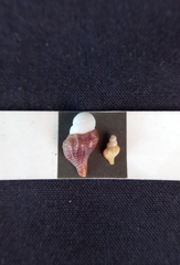 Australaria australasia