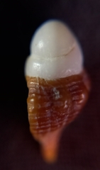 Australaria australasia