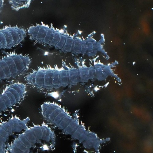 Seashore Springtail, photo 5 of 8