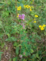 Lespedeza stuevei