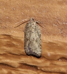 Acleris