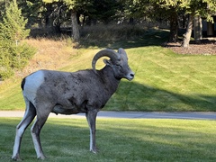 Ovis canadensis