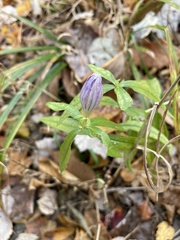 Gentiana saponaria