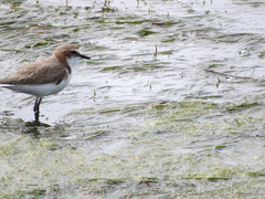 Charadrius ruficapillus