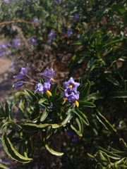 Solanum crispum