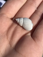 Nassarius perpinguis