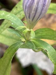 Gentiana saponaria