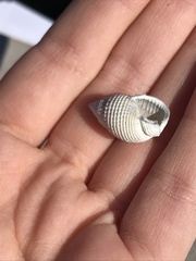 Nassarius perpinguis