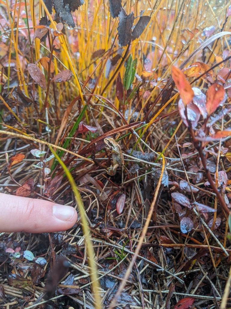 Northern Pacific Tree Frog from Mesachie Lake, BC V0R 2N0, Canada on