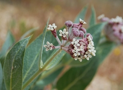 Asclepias vestita