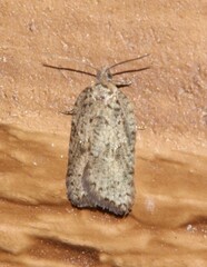 Acleris