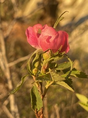 Rosa californica