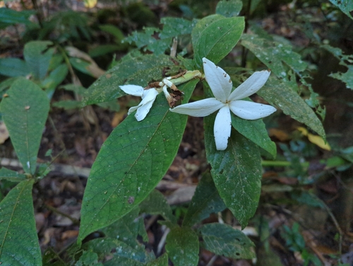 Image of Atractocarpus hirtus by (c) Tom Field, some rights reserved (CC BY)