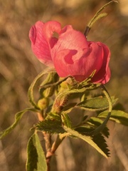 Rosa californica