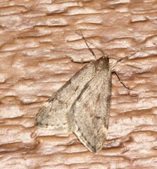 Alsophila pometaria