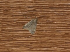 Alsophila pometaria