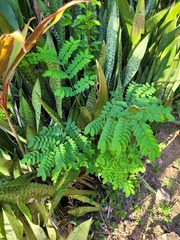 Adenanthera pavonina