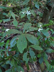 Atractocarpus hirtus