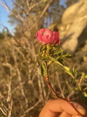 Rosa californica
