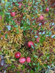 Vaccinium oxycoccos