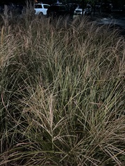 Chloris verticillata