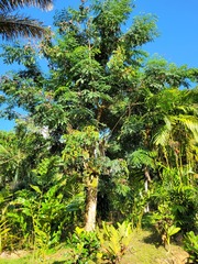 Adenanthera pavonina