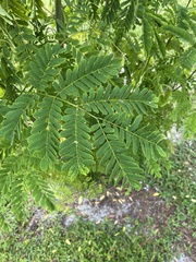 Albizia lebbeck