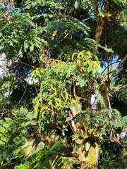 Adenanthera pavonina