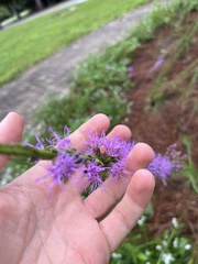 Liatris spicata