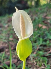 Caladium bicolor