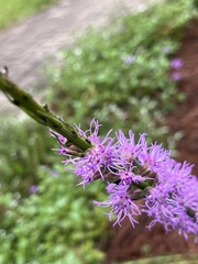 Liatris spicata