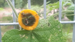 Trichosanthes scabra